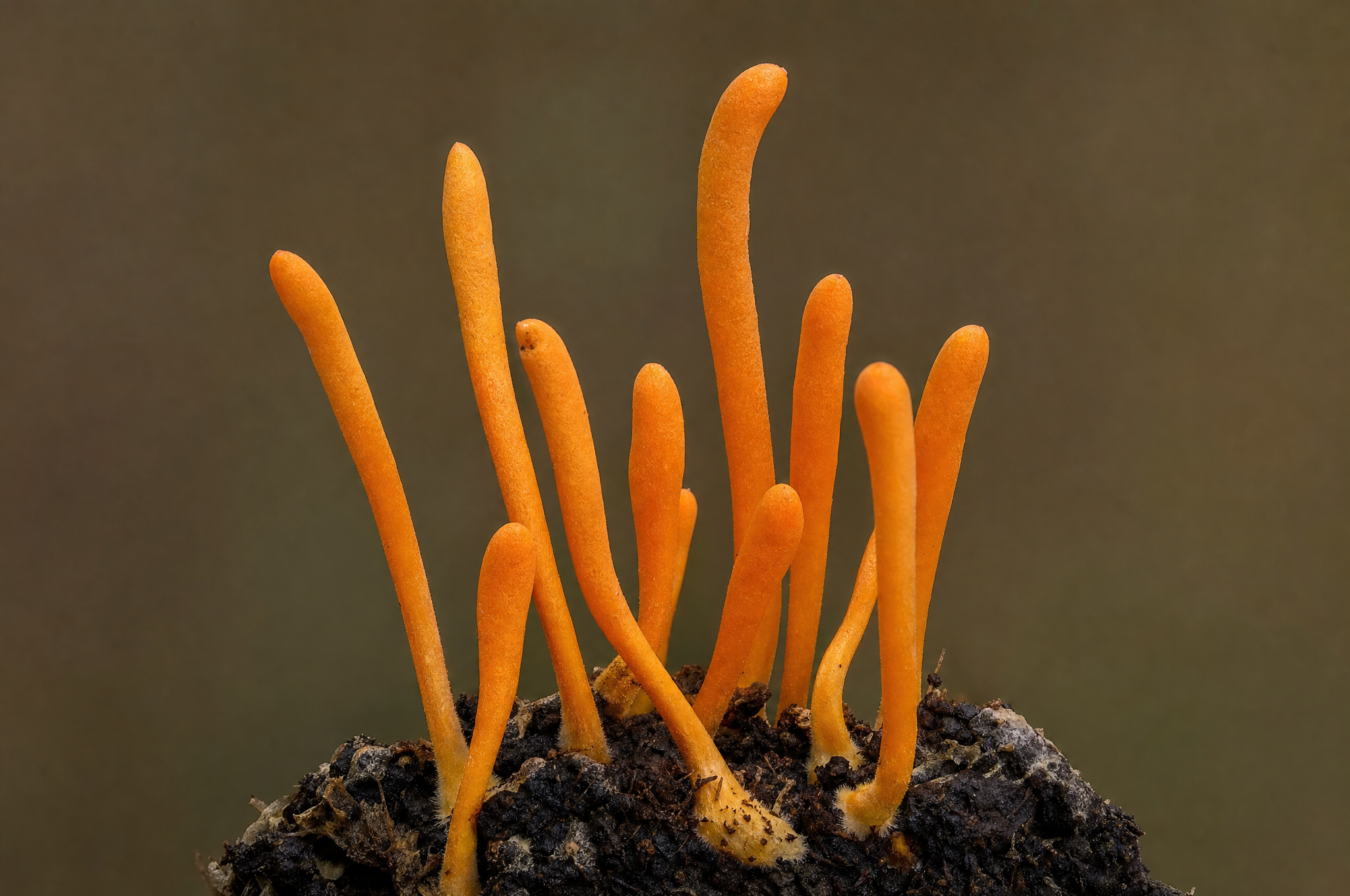 Cordyceps militaris fruiting bodies — slender orange club-shaped fungi