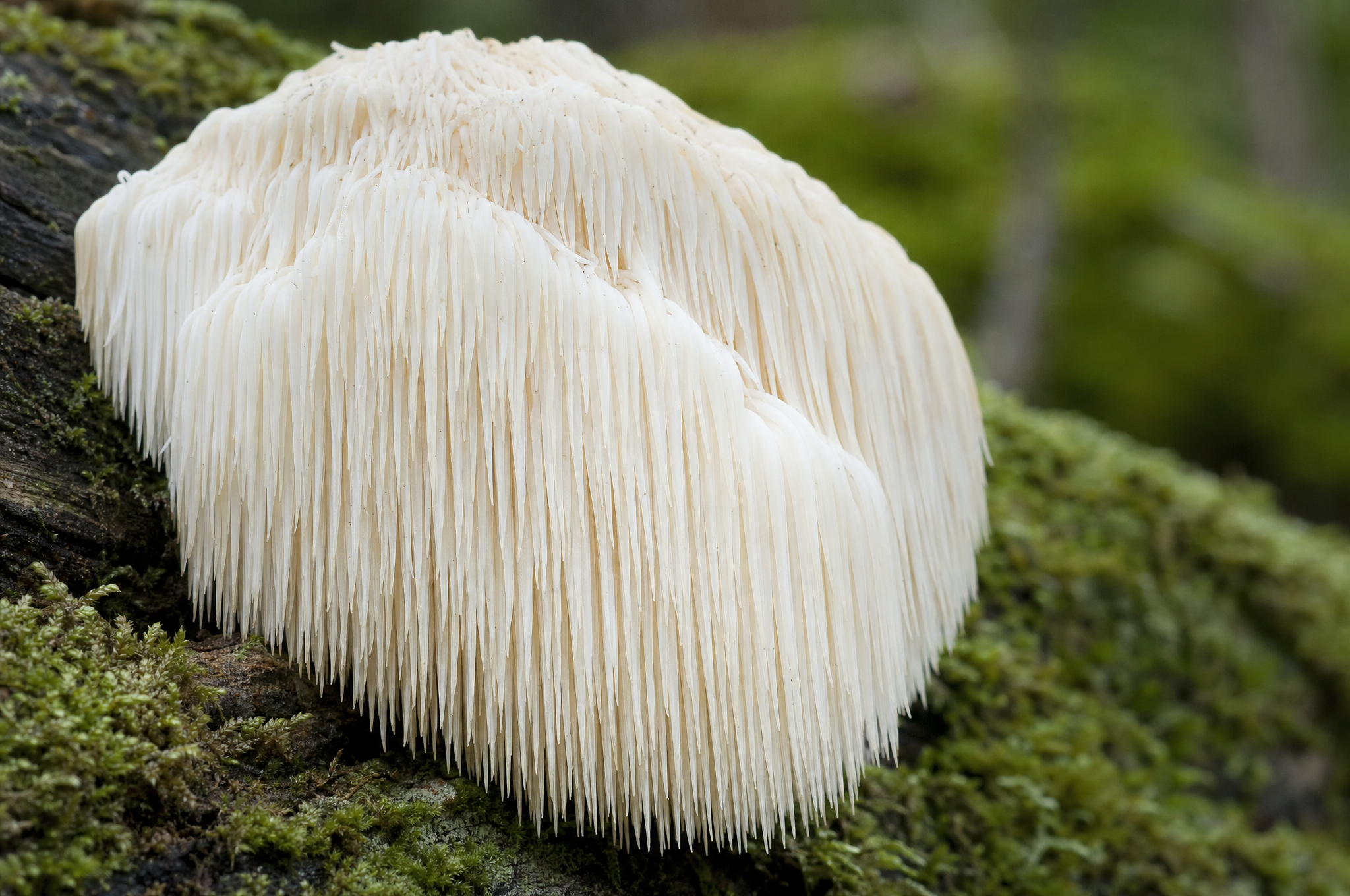Lion's Mane mushroom with cascading white spines on a mossy log