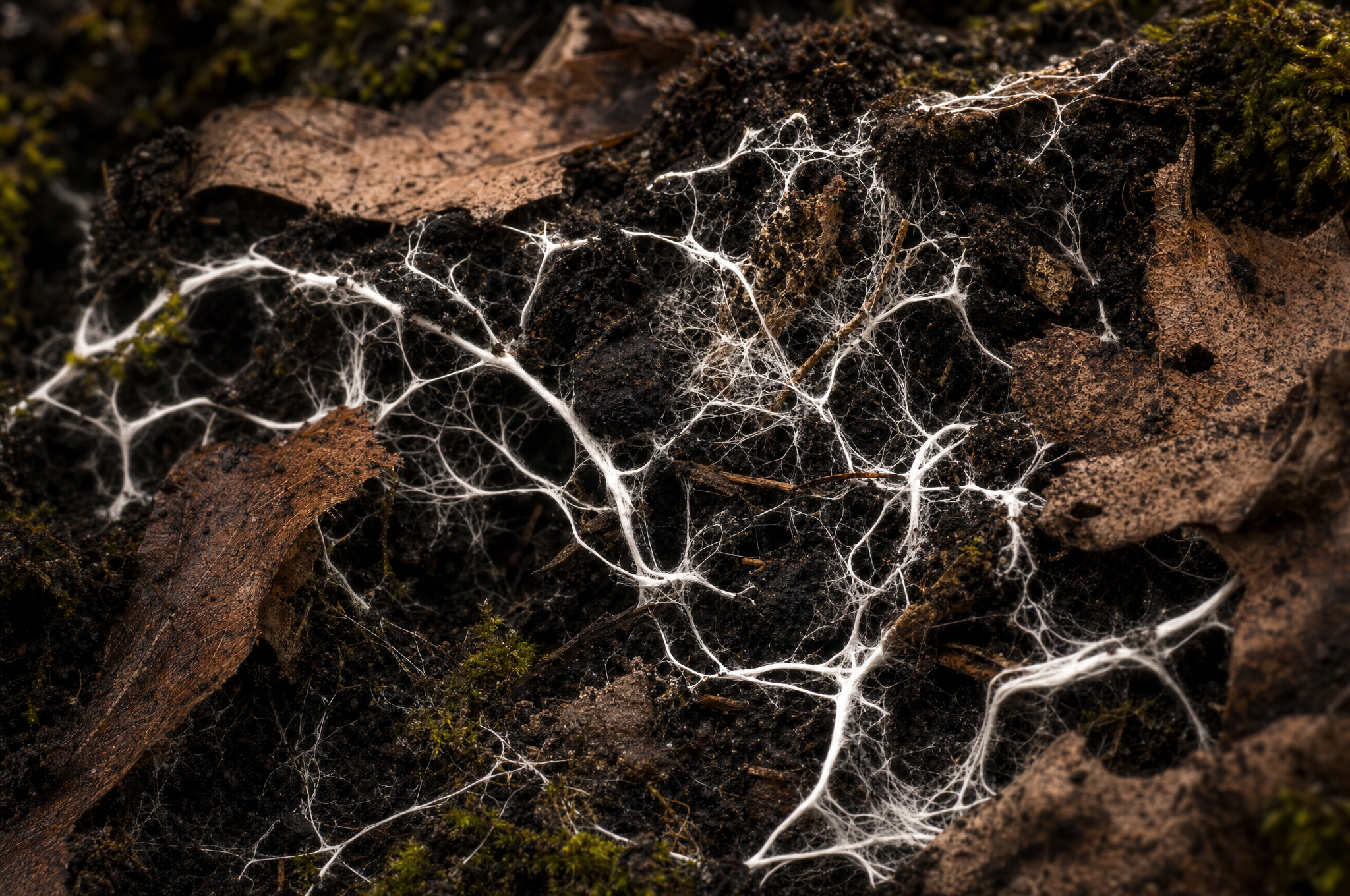 Abstract macro view of white mycelium threads in dark soil