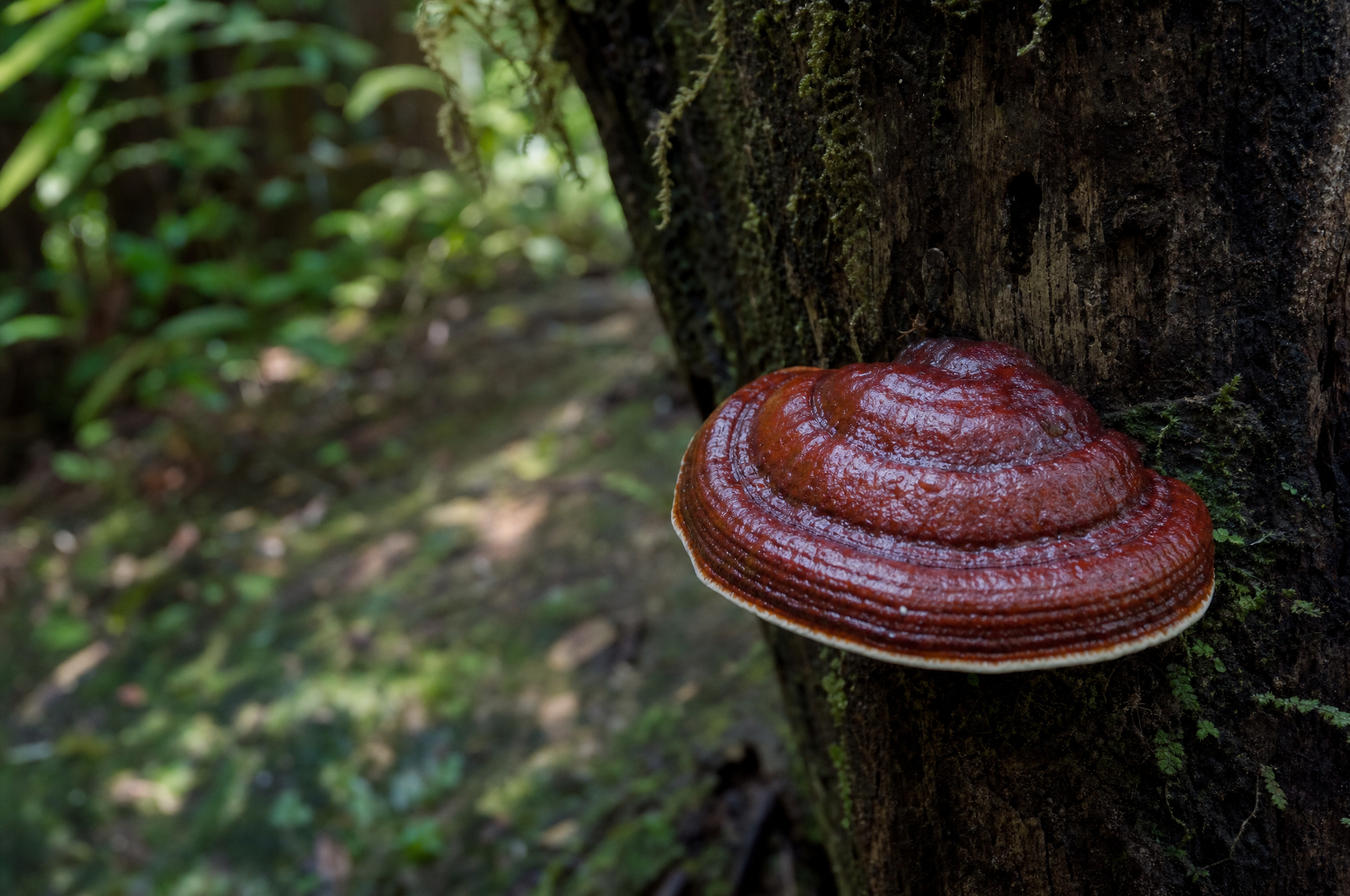 Reishi mushroom with glossy reddish-brown cap on a tree trunk
