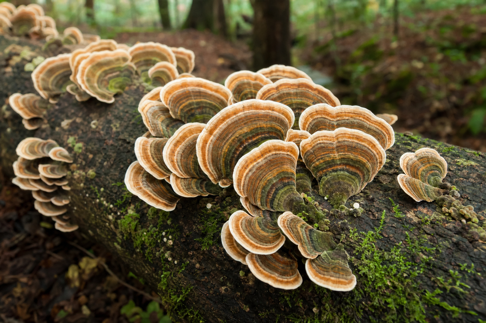 Turkey Tail mushroom with concentric rings on a fallen log